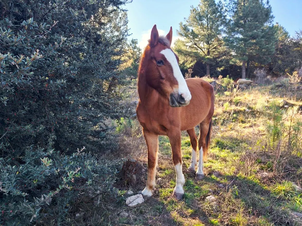 Caballo en libertad en el predio de Las Chuñas, en pleno monte serrano cordobés